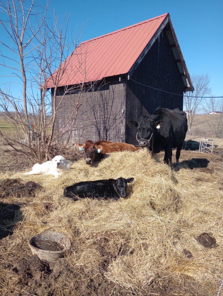 Cows and dog in hay
