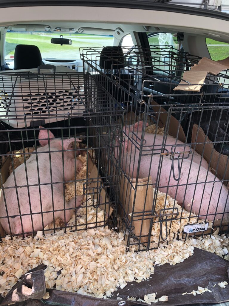 Pigs in Subaru Outback