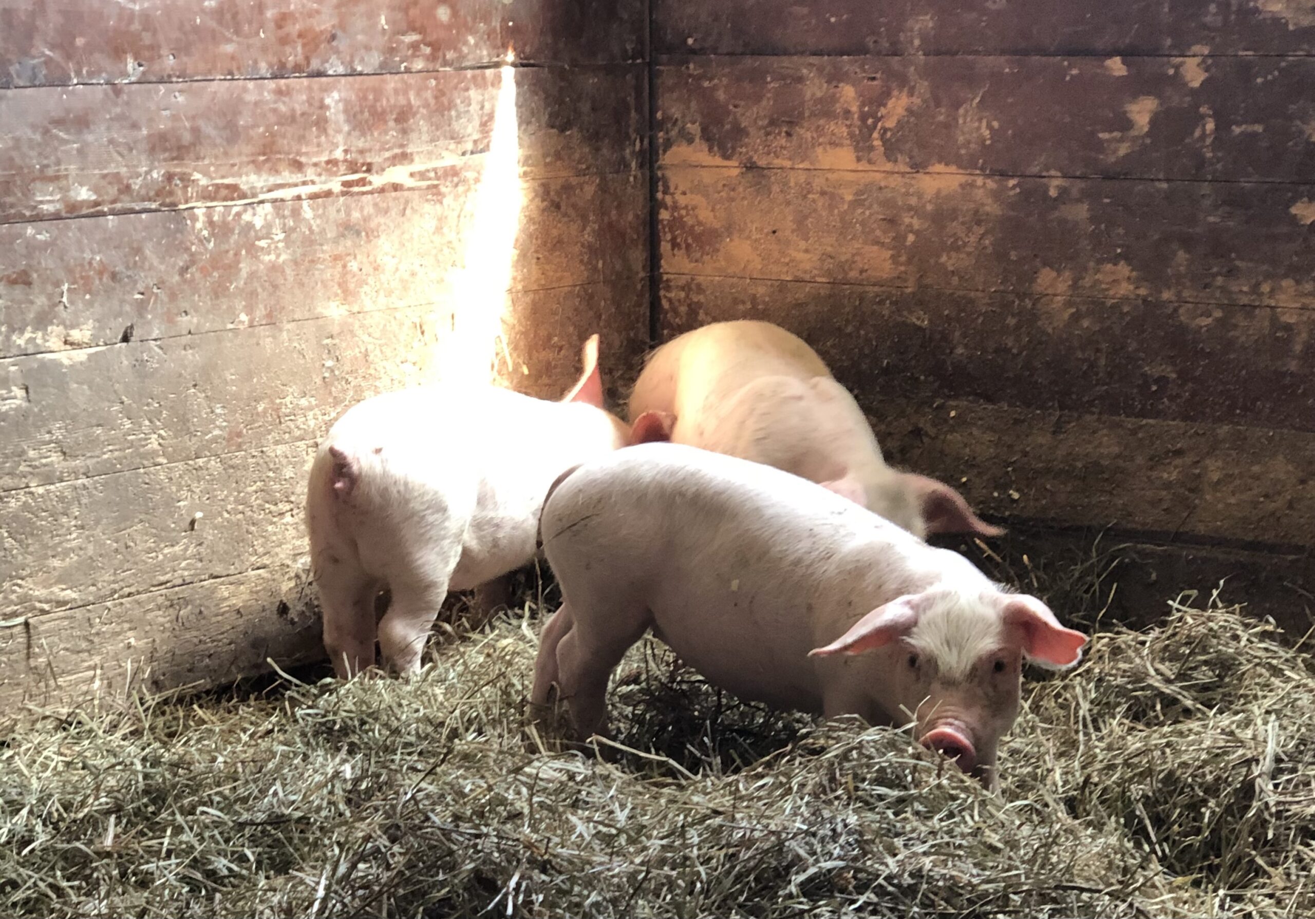 Three Piglets in a Barn