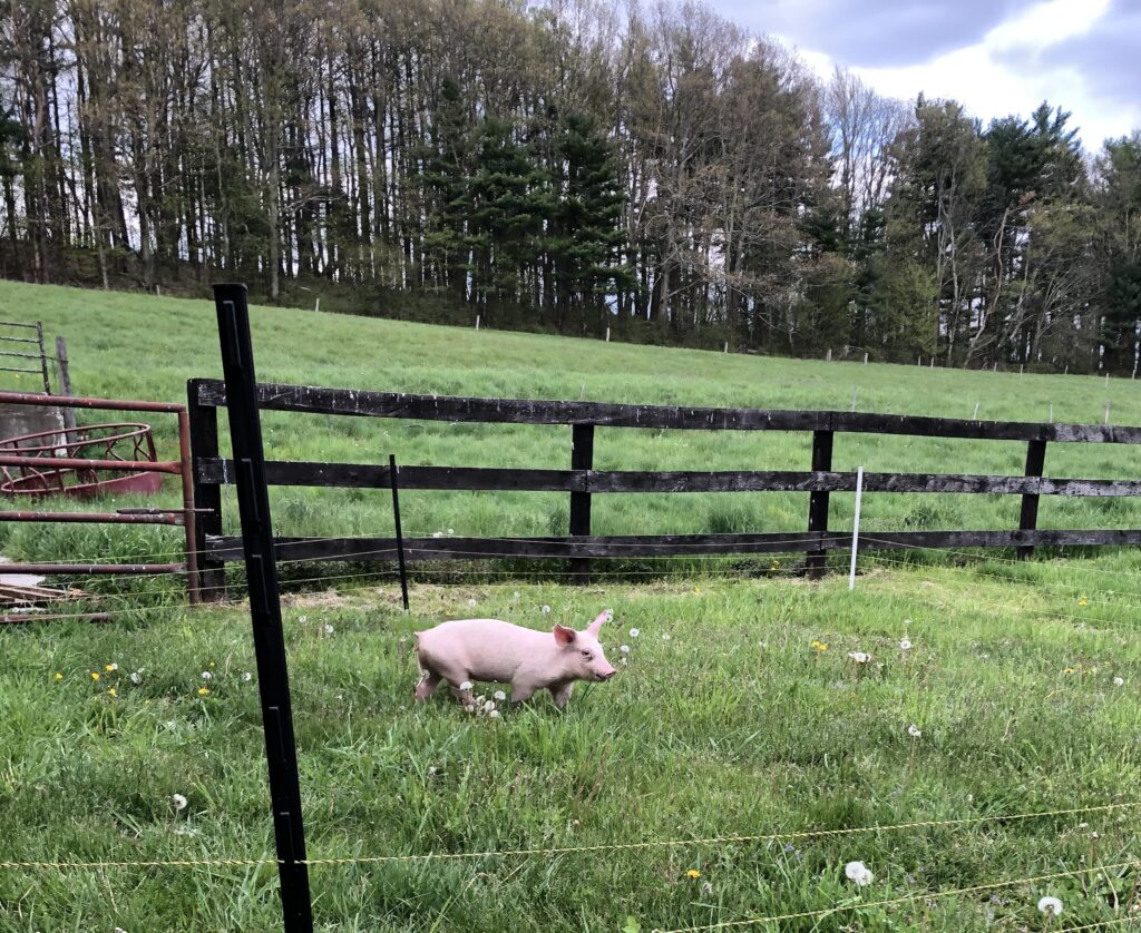 Piglet outside on grass