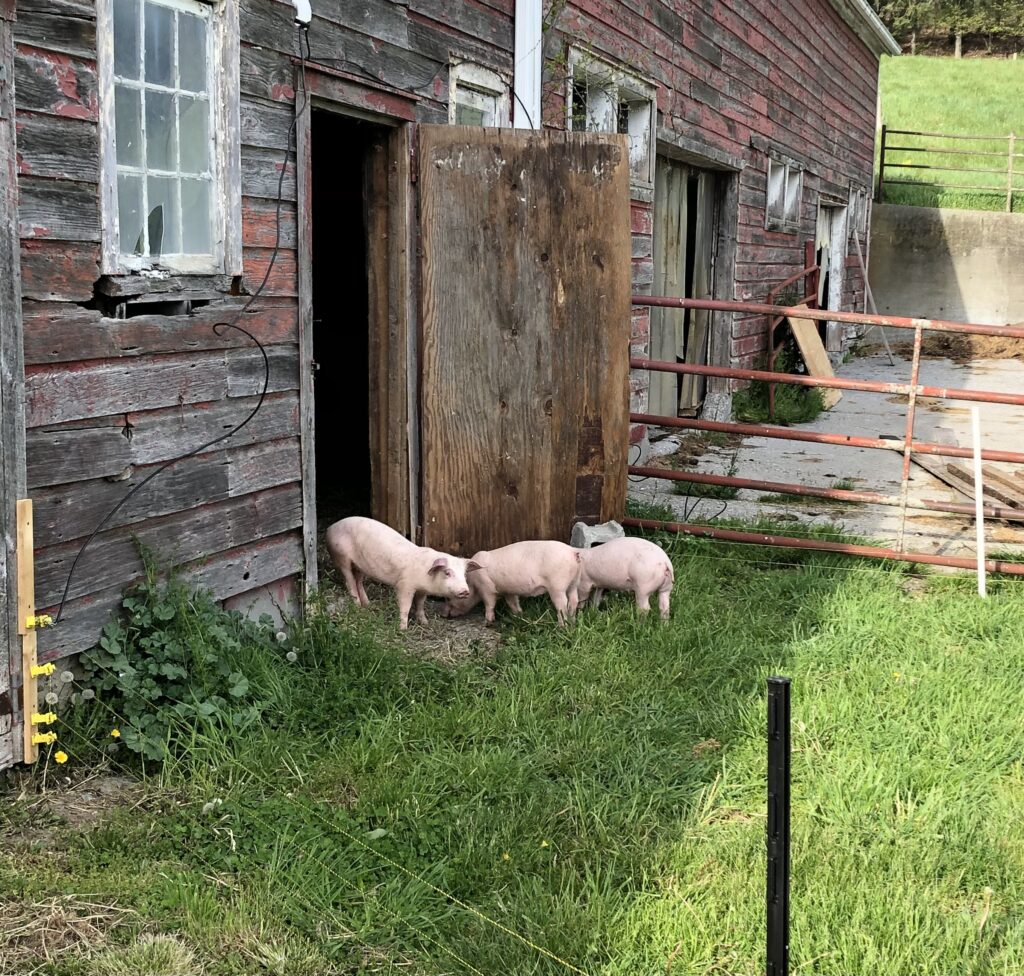Pigs outside barn in grass