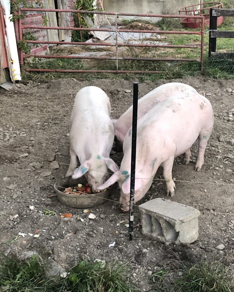 Pigs eating scraps