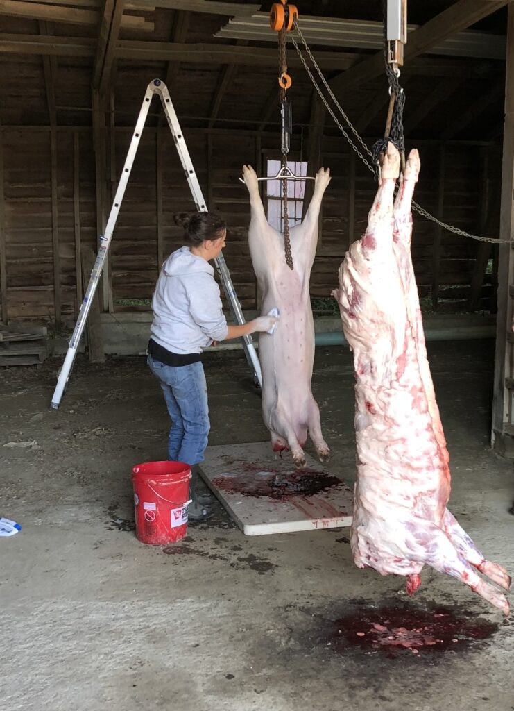Slaughtered pigs hanging in barn