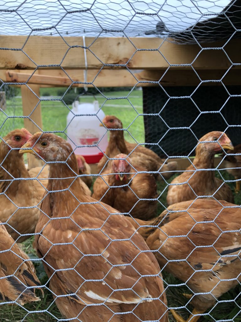 Pastured meat chickens in tractor