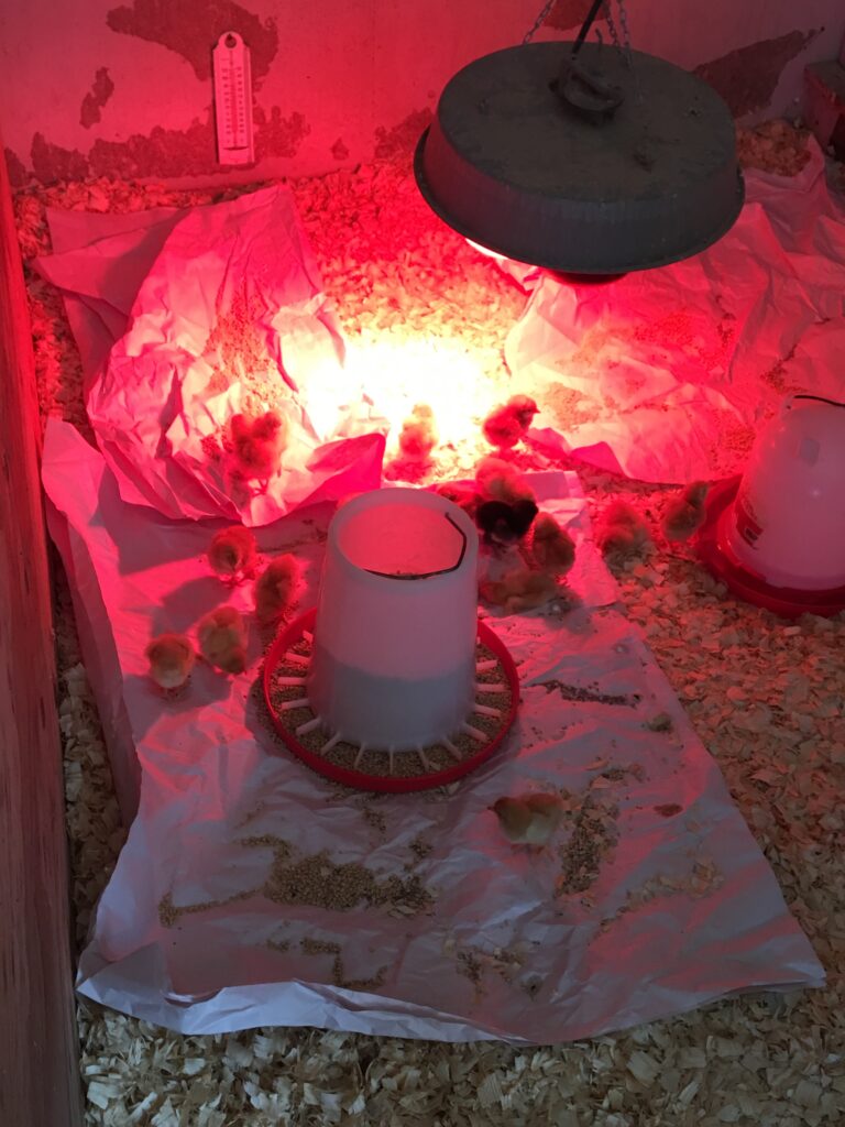 Chicks in Brooder