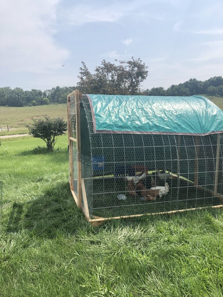 Chicken Hoop House