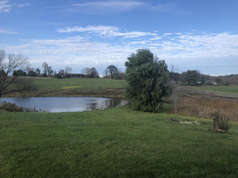 Friendly Beasts Farm Pond and Willow Tree