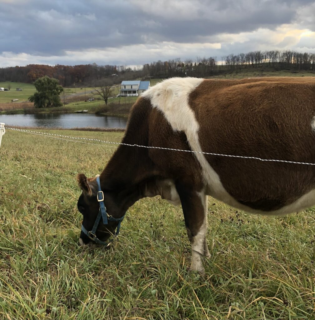 Brown and white cow grazing