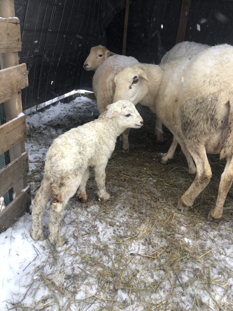 Newborn Lamb with mother
