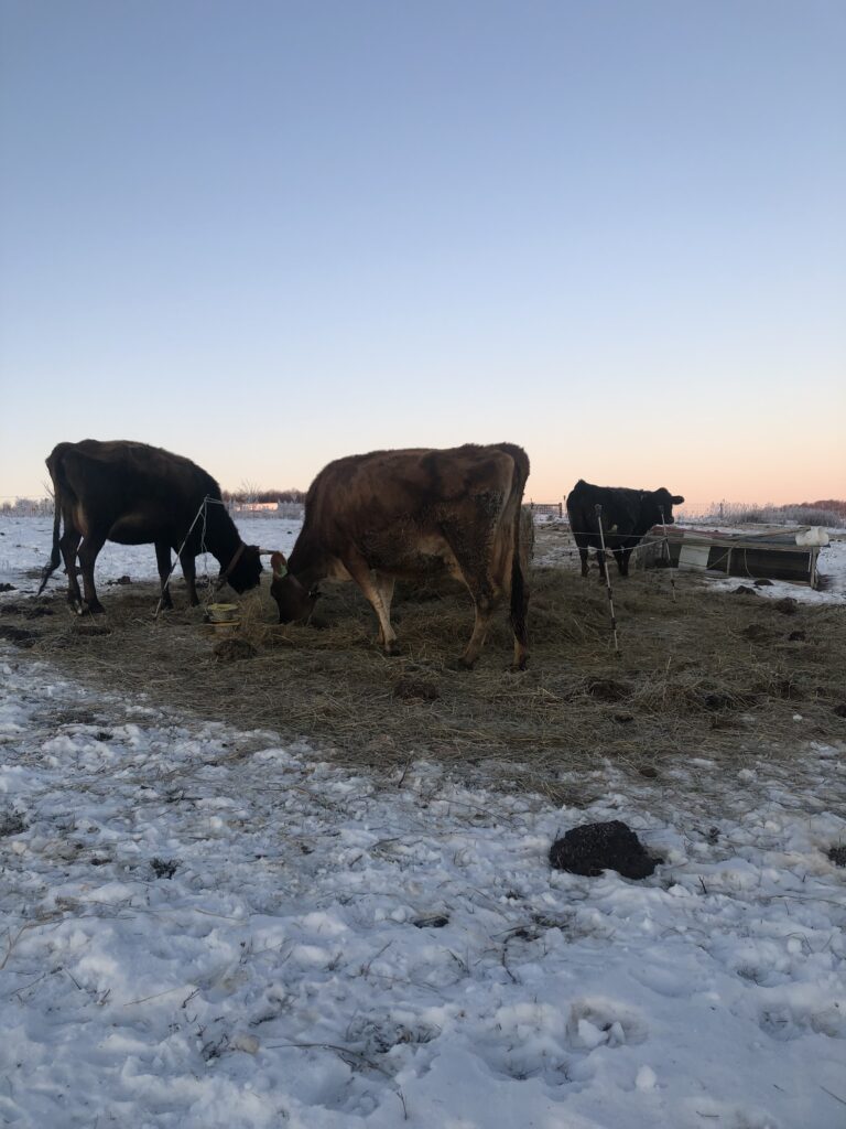 Cows eating hay on pasture in winter
