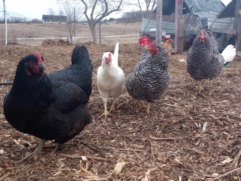 Chickens in mulch