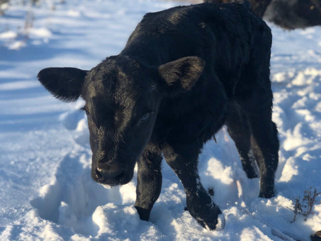 Black calf in snow