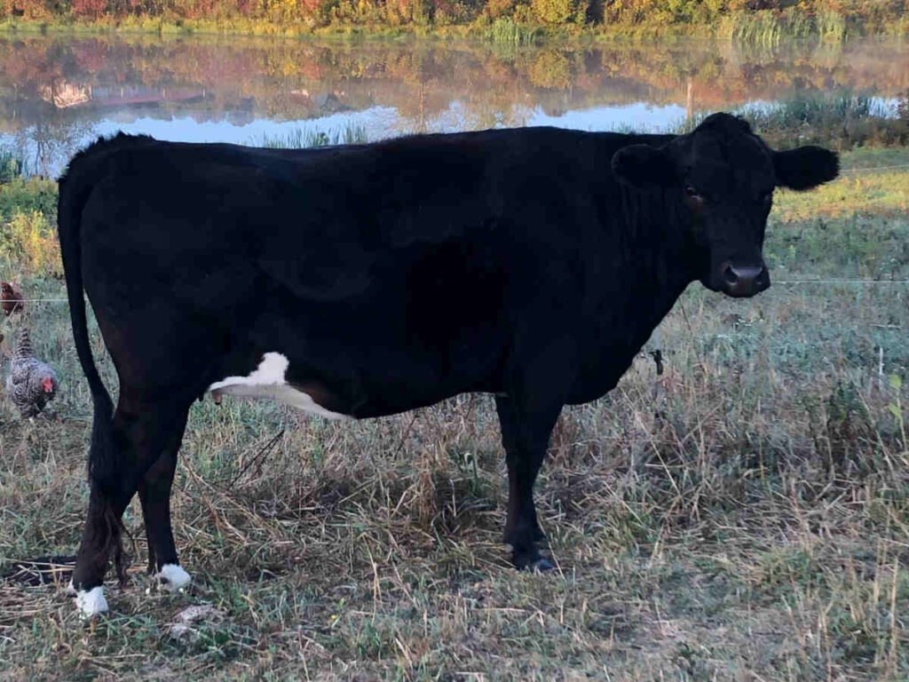 Jersey-Dexter Cow in field