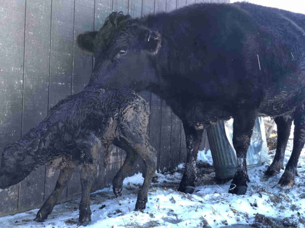 Mother cow with newborn calf