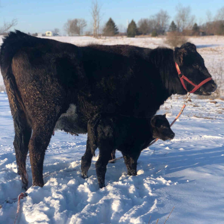 Mother and baby cow in snow
