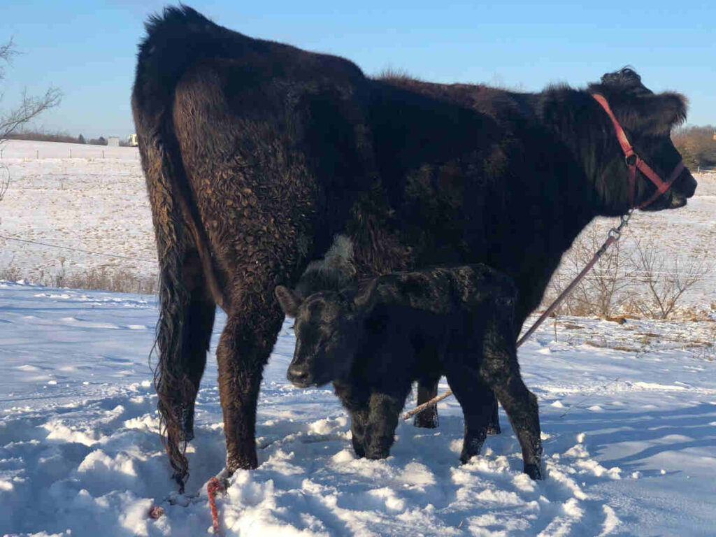 Cow and calf in field