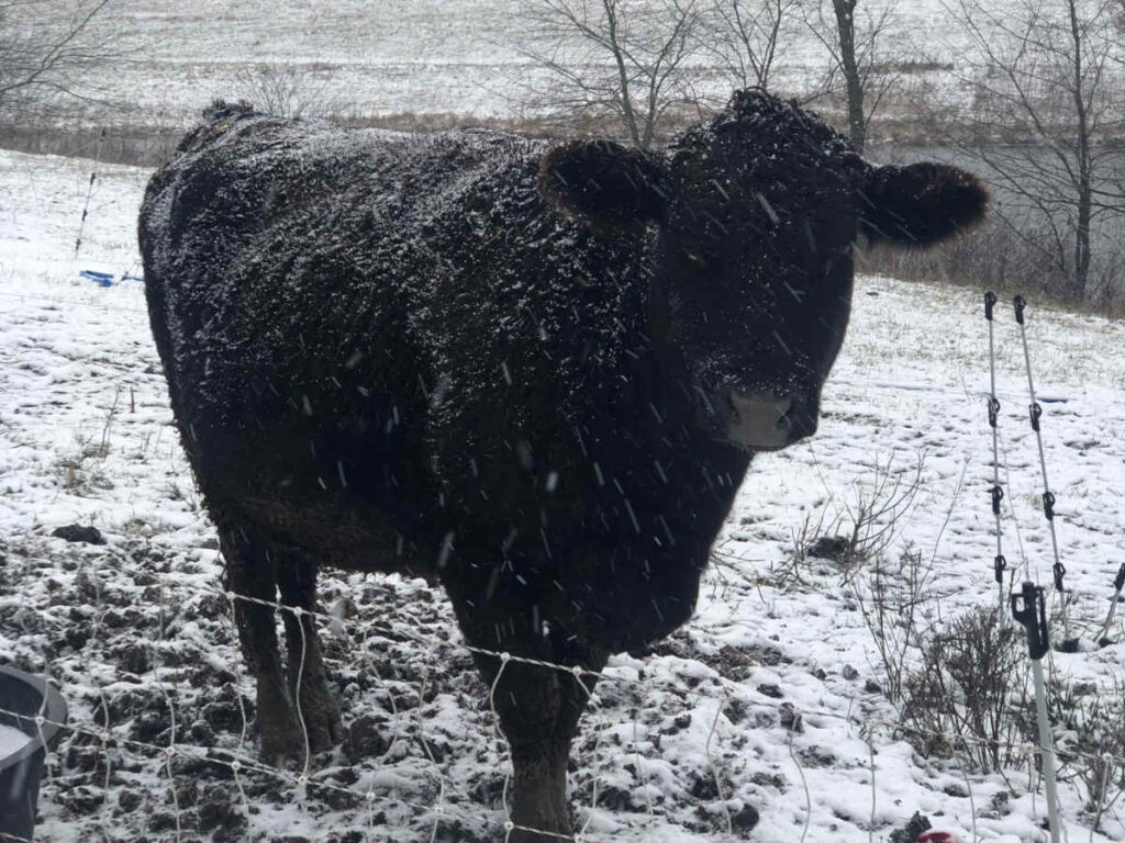 Black dexter-jersey cow in snow
