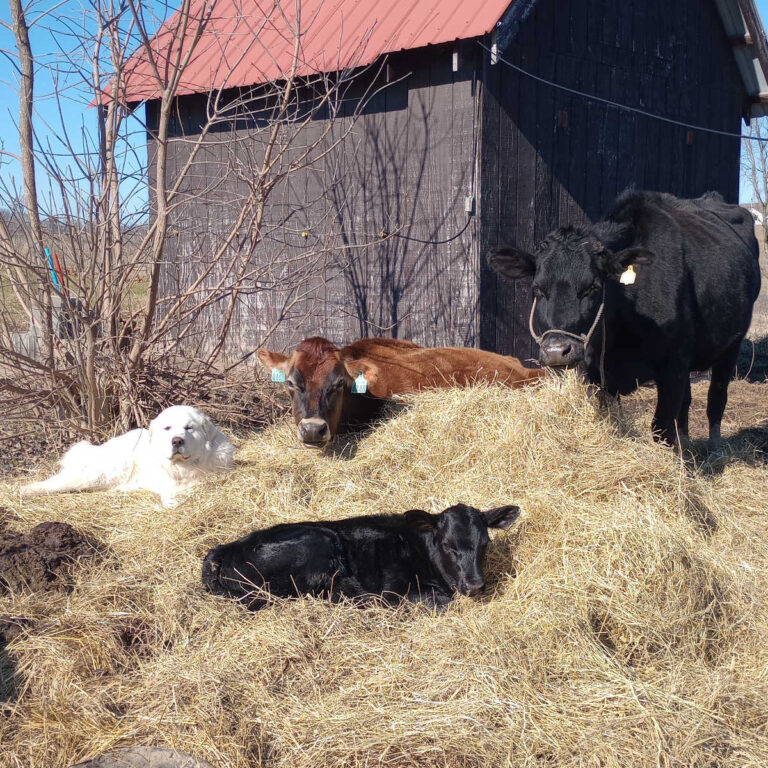 Cows and dog on hay bale