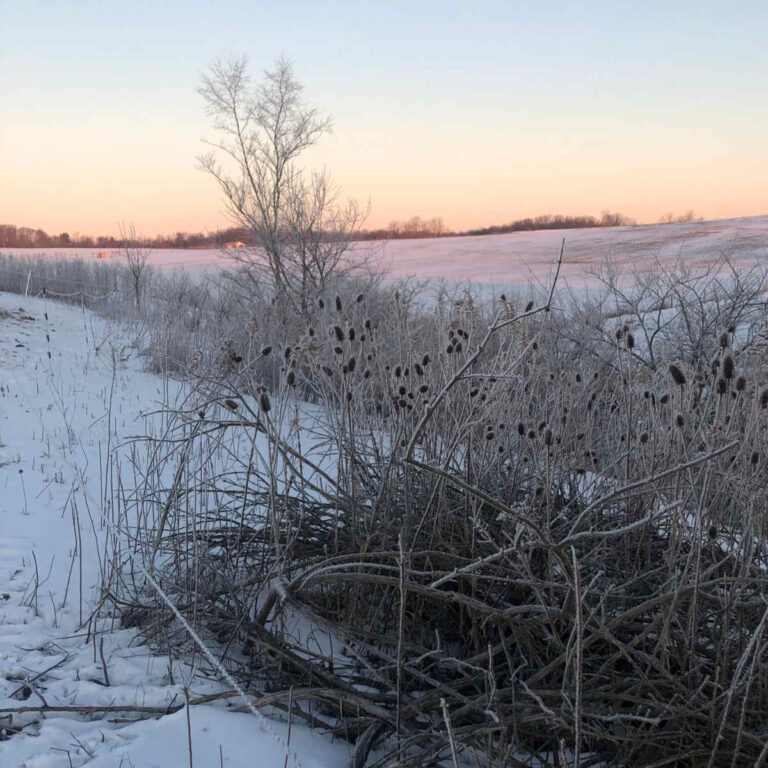 Vegetation with frost and winter sunrise