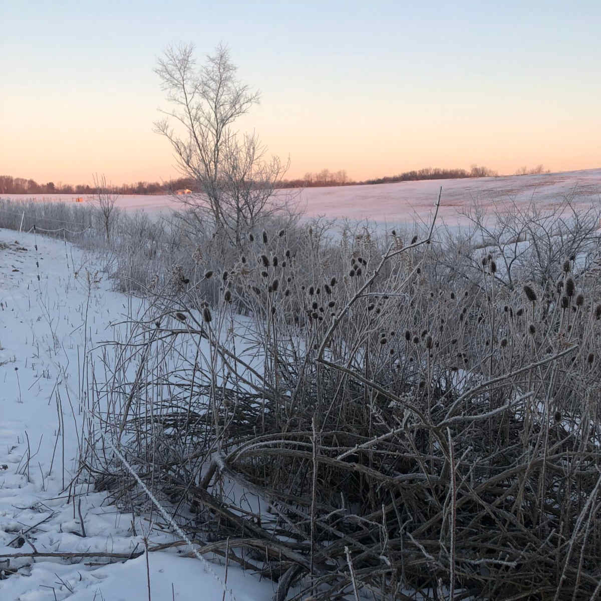 Vegetation with frost and winter sunrise