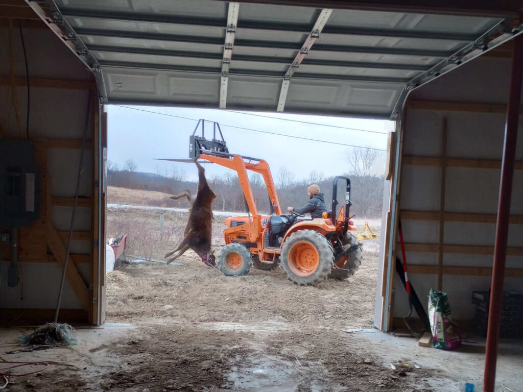 Tractor lifting slaughtered cow