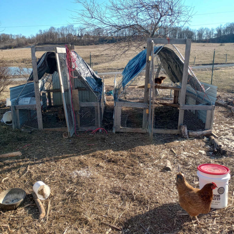 side by side suscovitch chicken tractors in garden