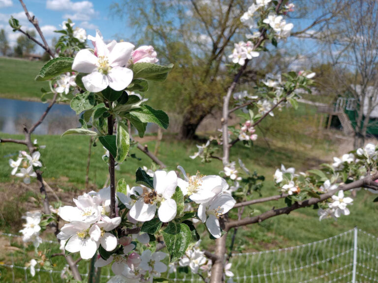 Apple blossoms with bee and barn, pond, pasture in background