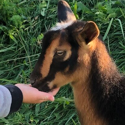 Close up of goat's face
