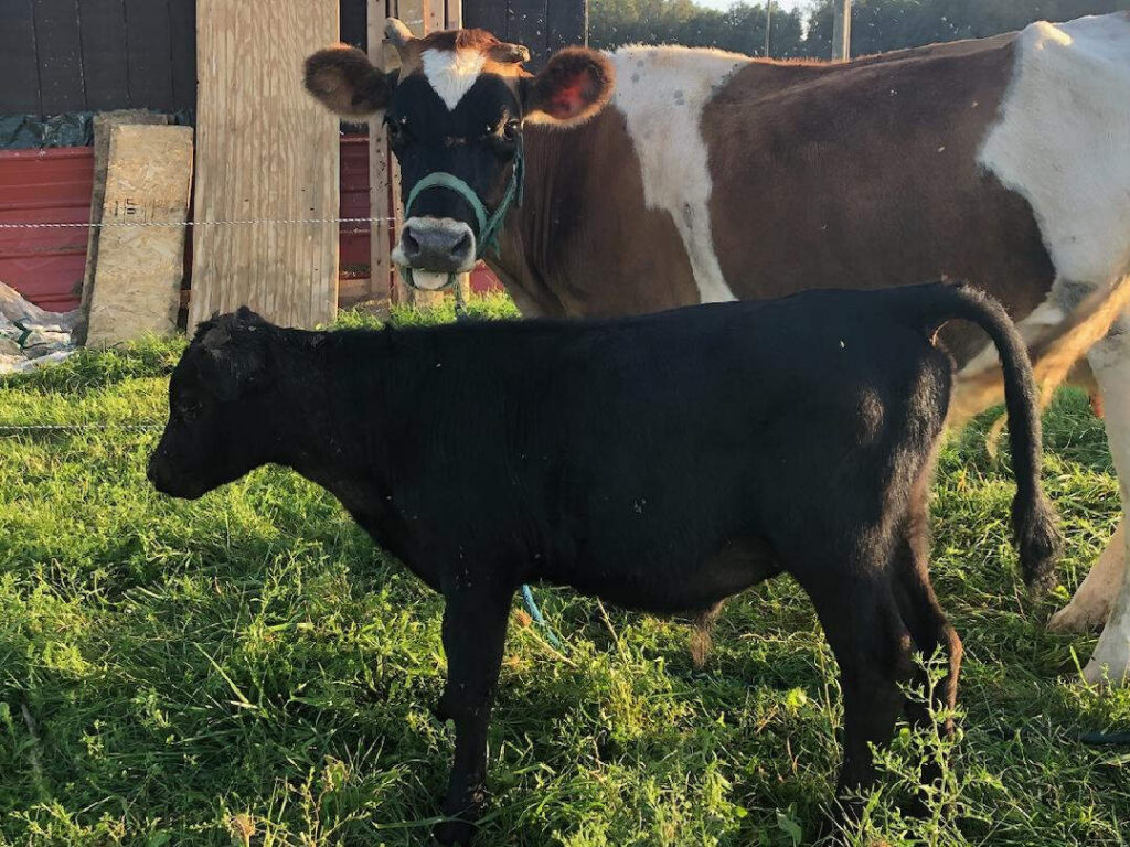 Jersey friesian cow with black calf
