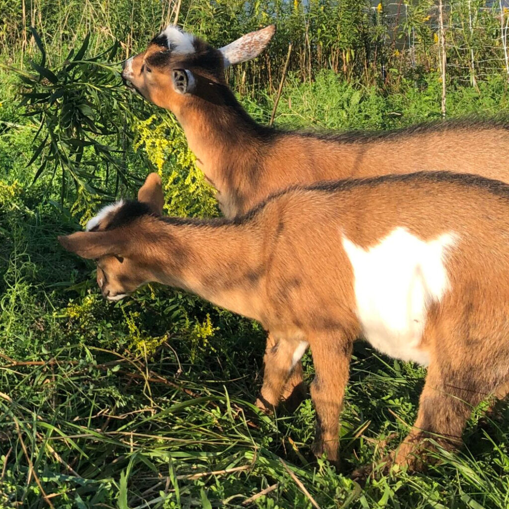 Goats eating weeds in pasture