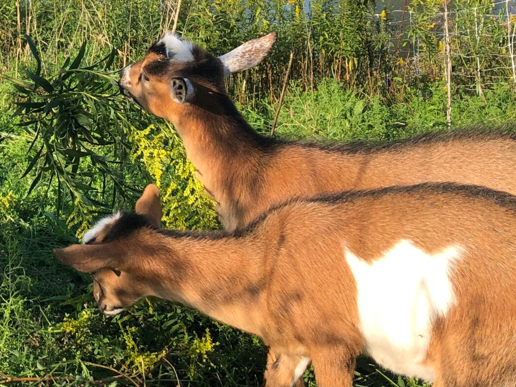 Goats eating weeds in pasture