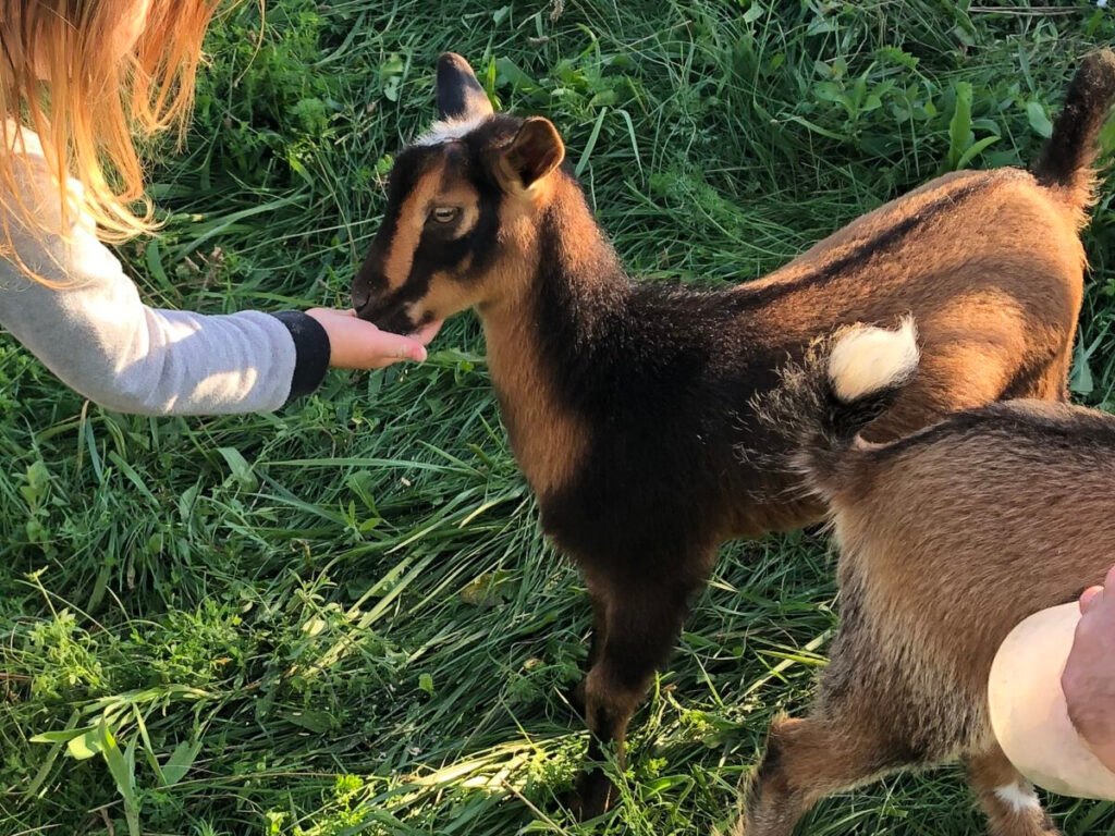 Goat eating from child's hand