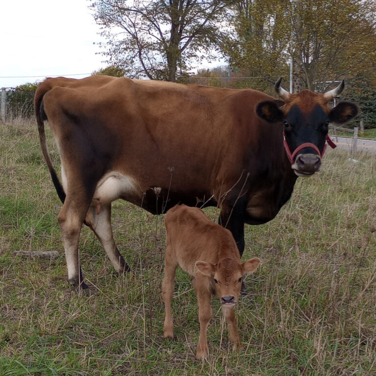 Jersey cow and calf