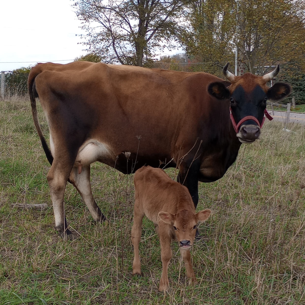 Jersey cow and calf