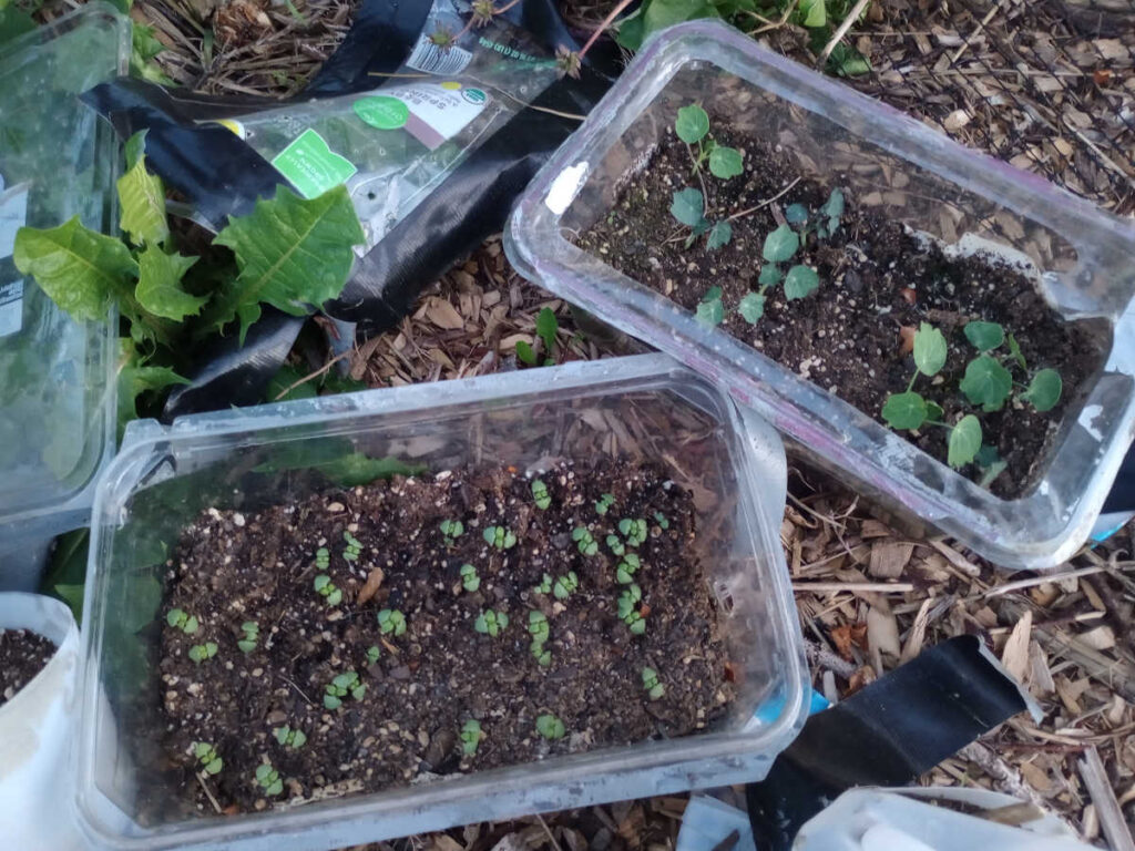 Basil and nasturtium sprouts