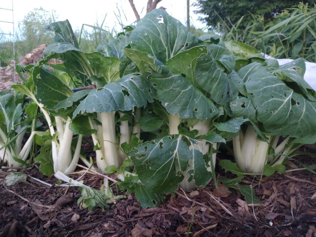 Bok choy growing in mulch bed