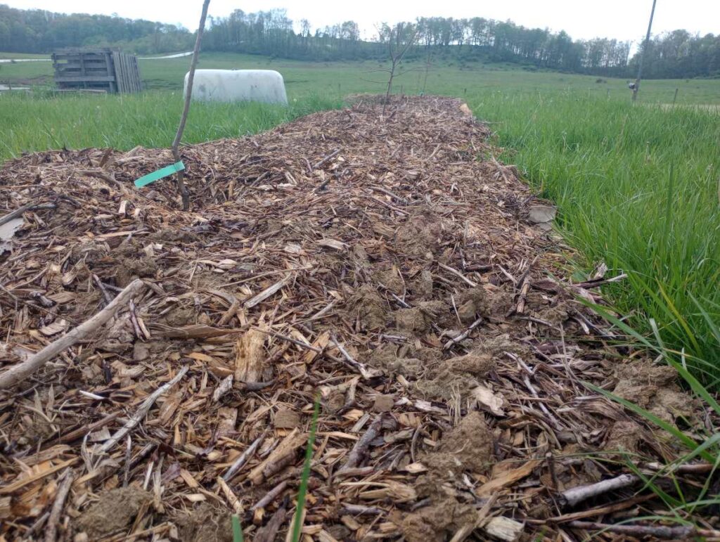 Bed of no-till potatoes with deep wood-chip mulch