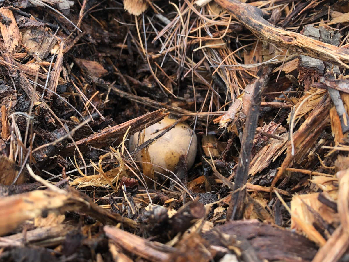 Potato in mulch