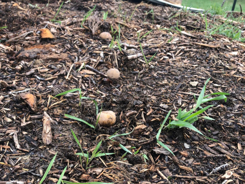 Potatoes planted in bed of mulch