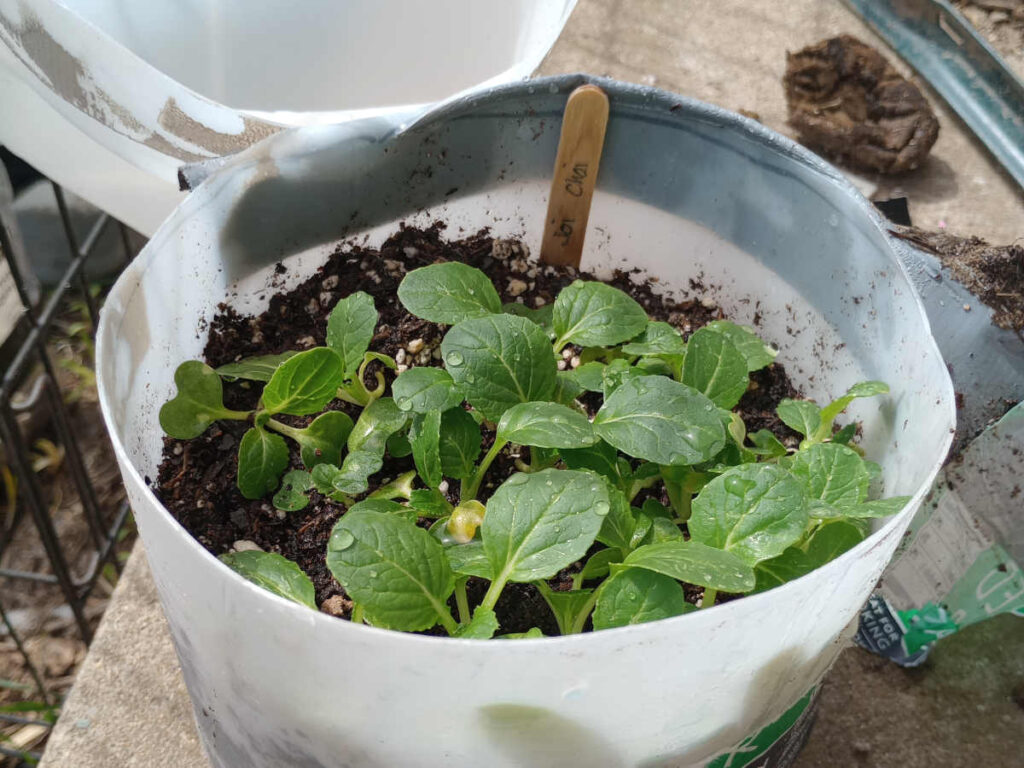 wintersown bok choy in contianer