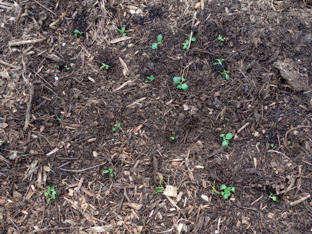 Bok choy seedlings planted in bed
