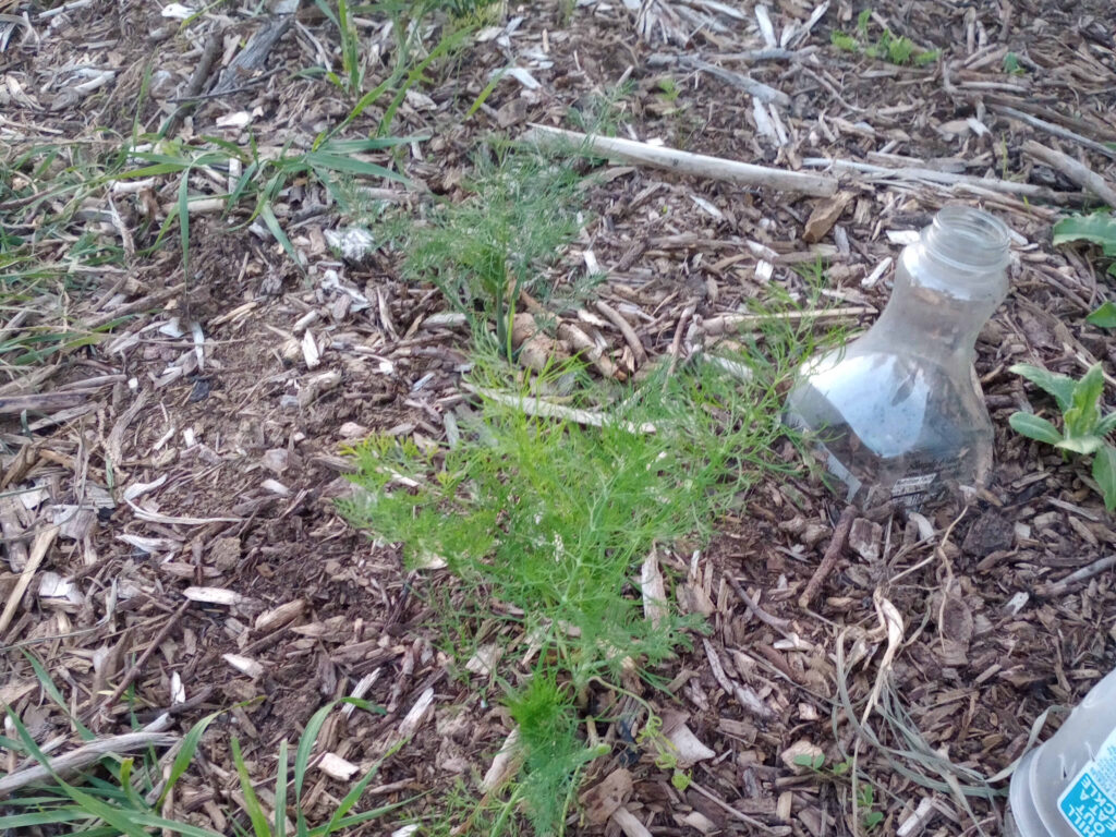 Small dill plant growing in mulch bed.