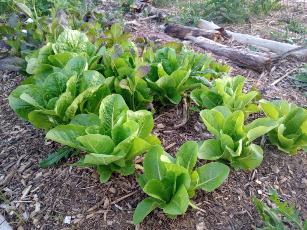 Lettuce ready for harvest