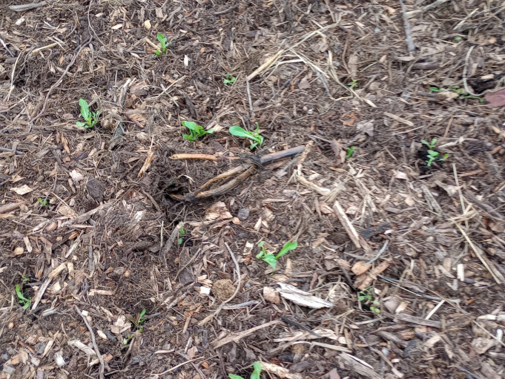 lettuce seedlings planted in mulch bed