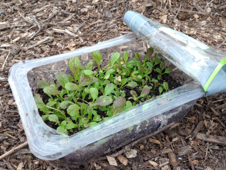 winter sown lettuce growing in used spring mix container