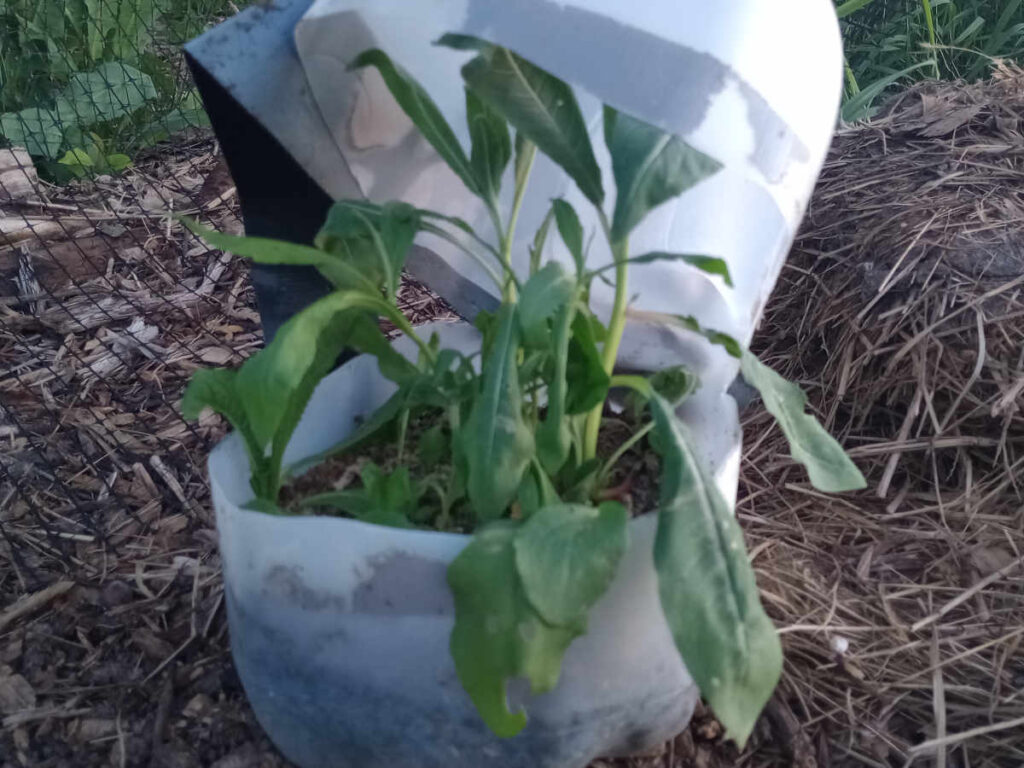 gallon container with plant growing in it