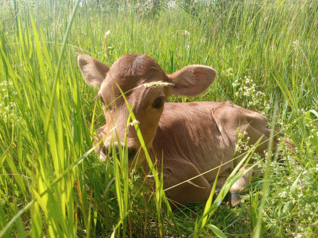 Jersey calf bedded down in pasture