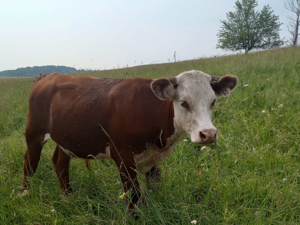 Red hereford steer in pasture