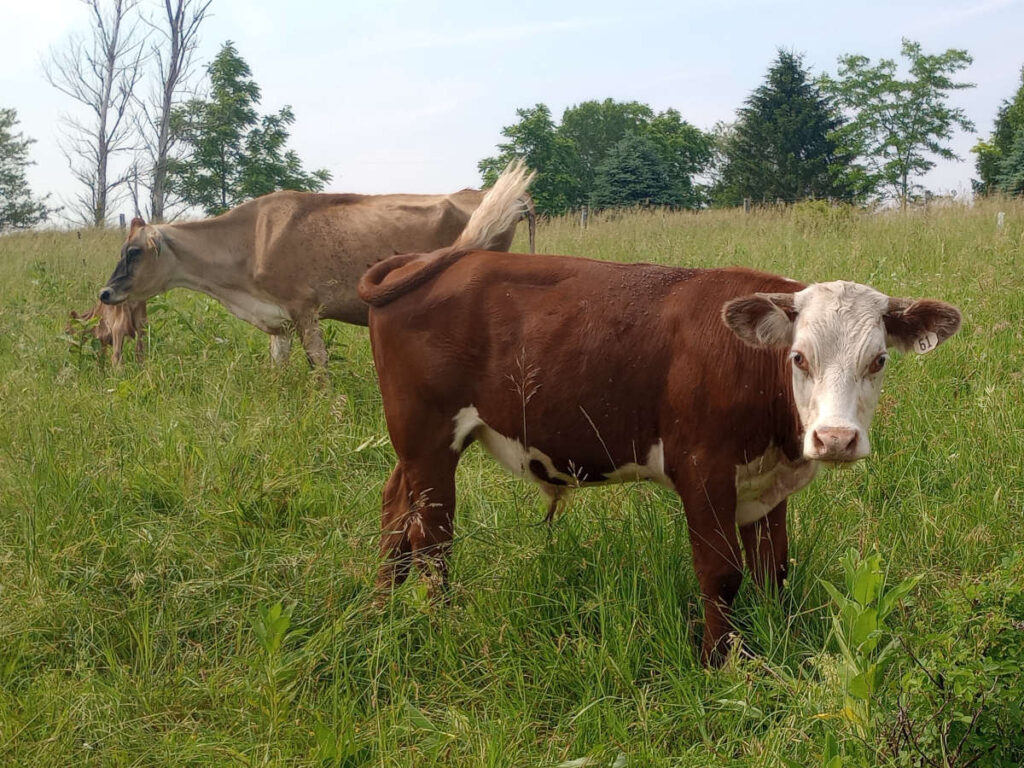 Red hereford steer and Jersey cow in pasture.