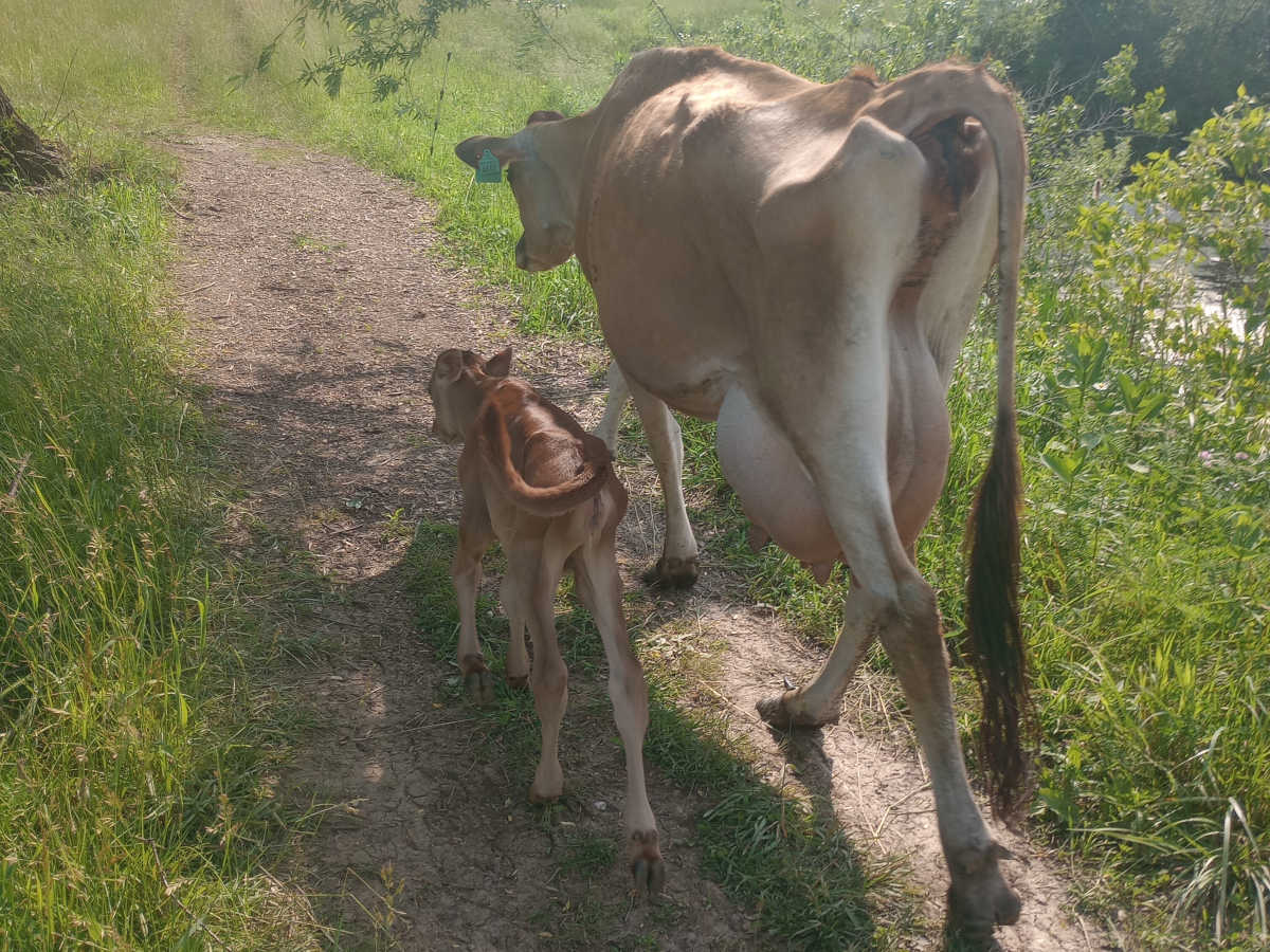 Cow and calf walking in shade